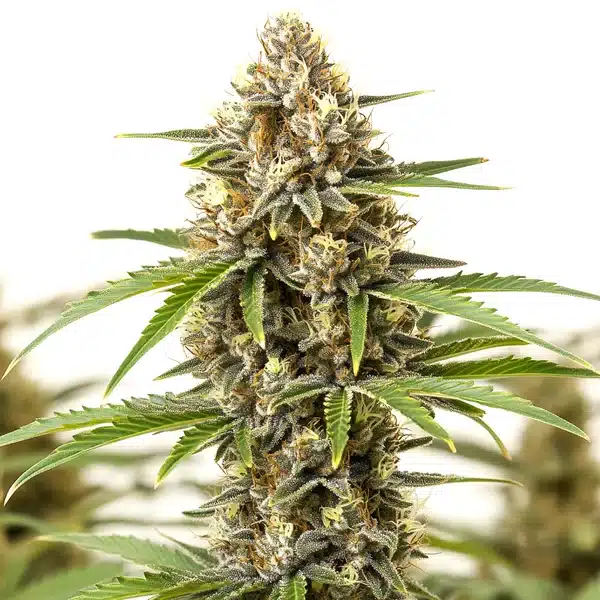 Pineapple Haze Seeds