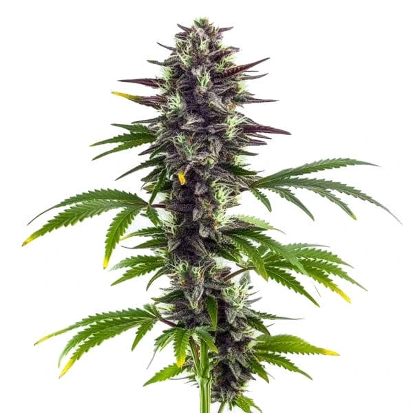 Bubba Platinum Seeds