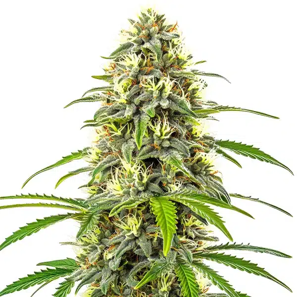 Pure Haze Seeds