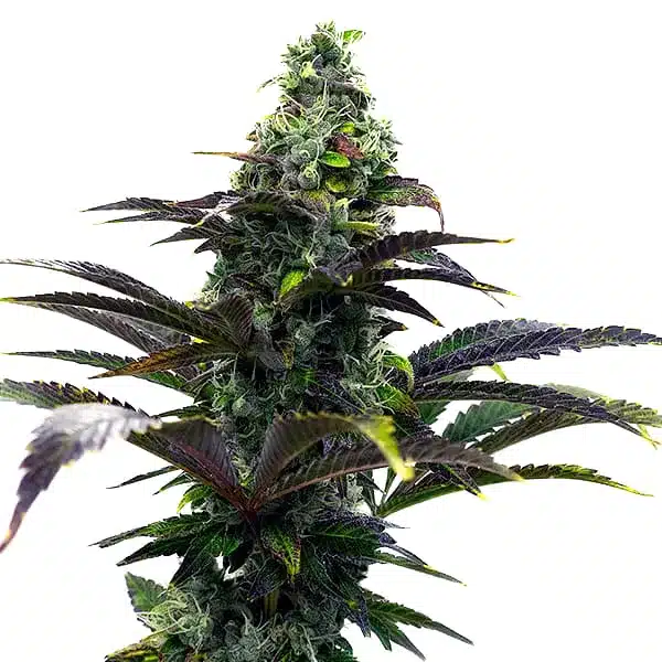 Purple Gelato Auto Seeds