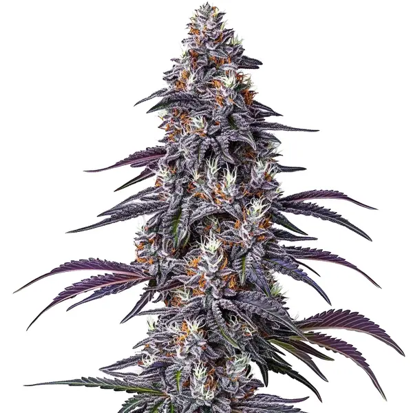 Purple Haze Seeds