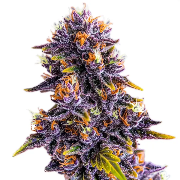 Purple Star Killer Seeds