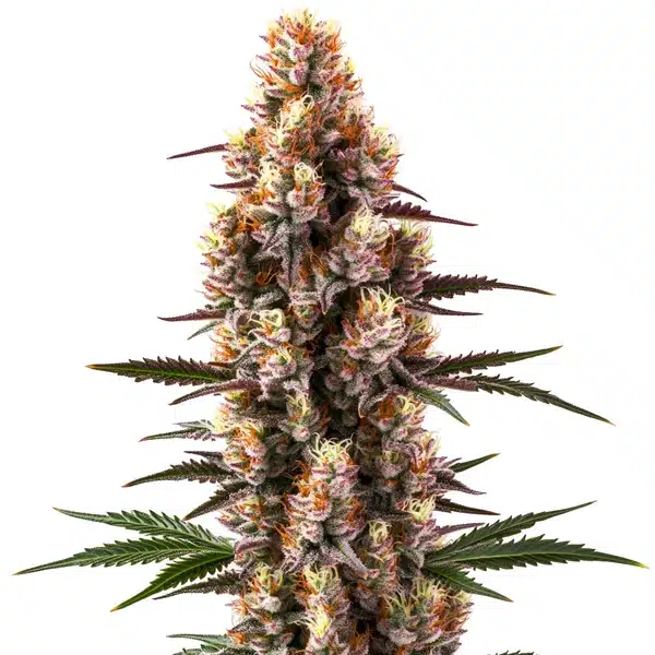 Rainbow Kush Auto Seeds