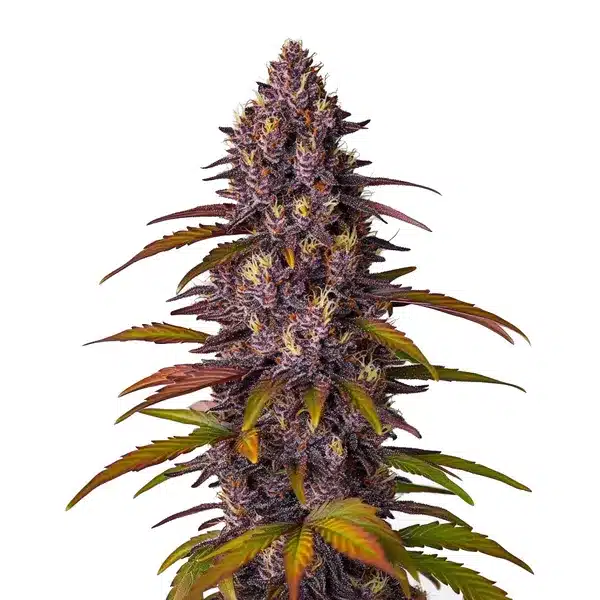 Red Skunk Kush Auto Seeds