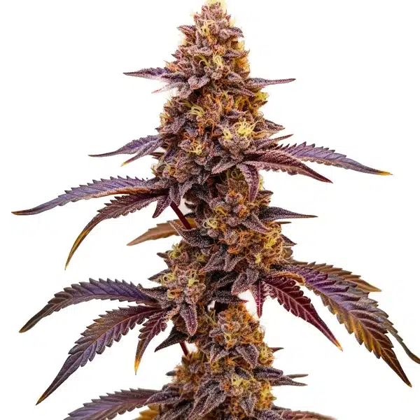 Red Skunk Kush Seeds