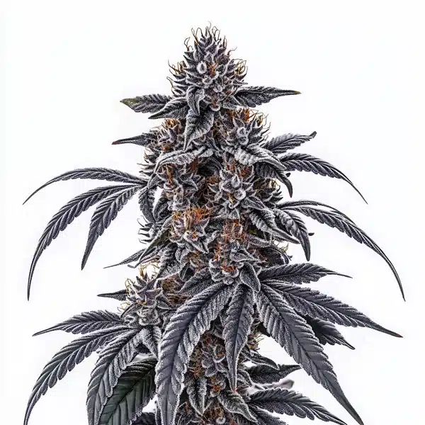 Rosetta Stone Seeds