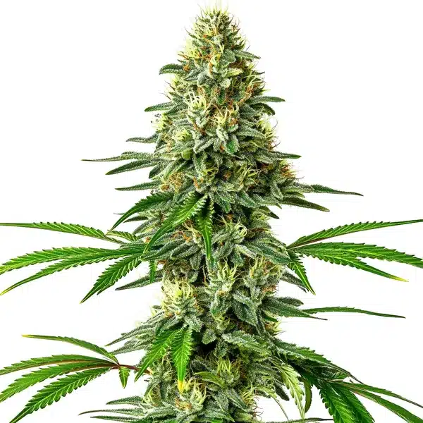 Santa Muerte Seeds