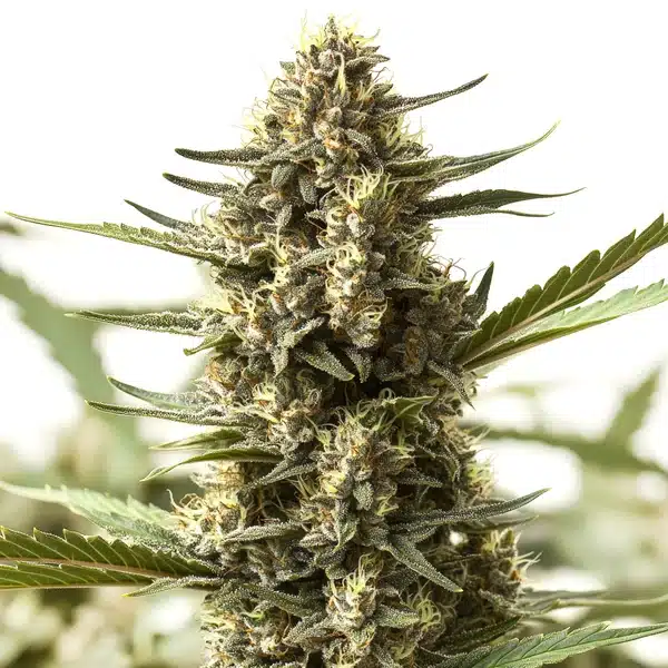 Scott OG Regular Seeds