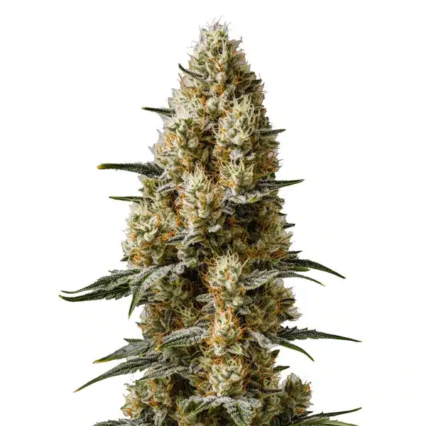 Sherbet Auto Seeds