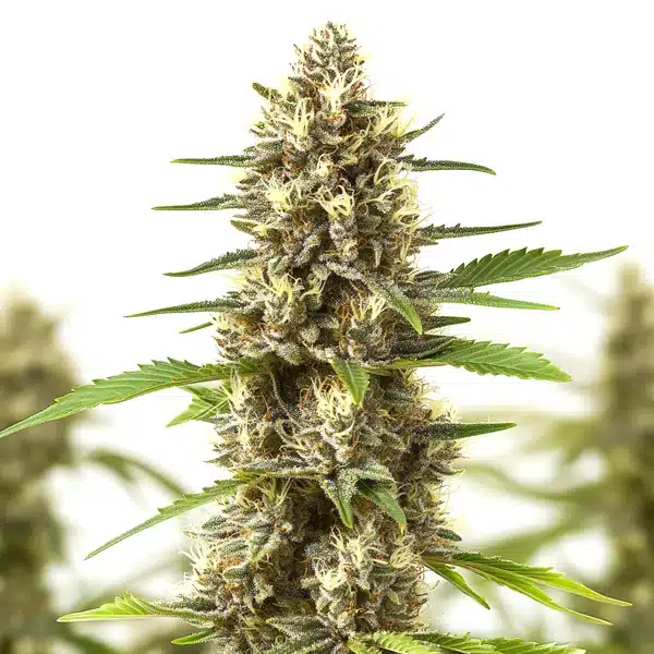 Sherbet Kush Seeds