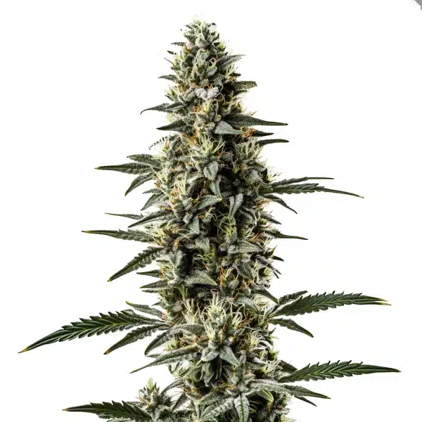 Shiskaberry x Candida Fast Version CBD Seeds