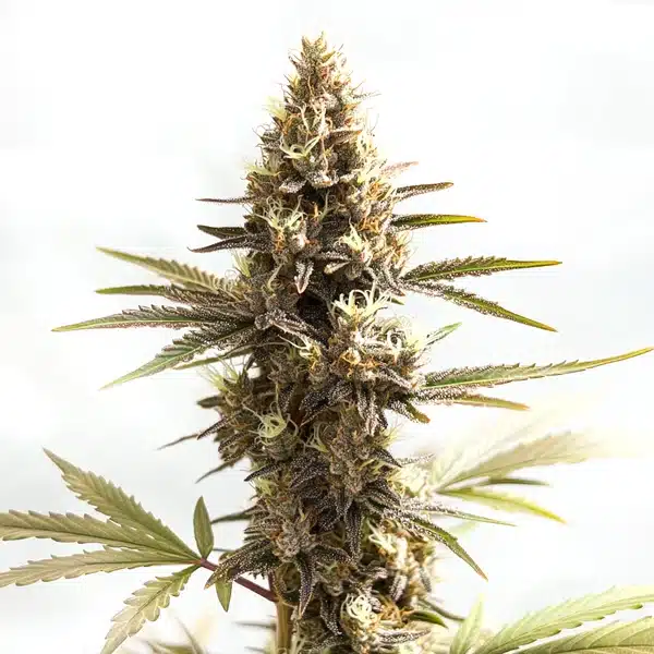 Siberian Seeds