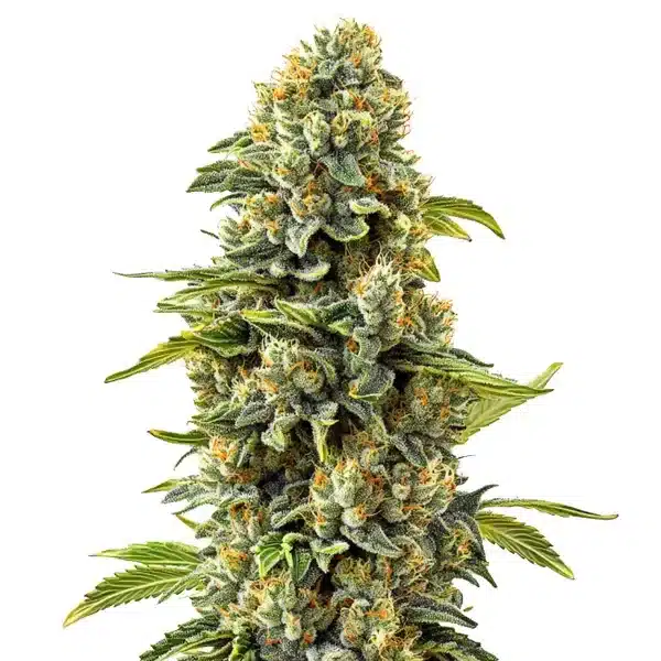 Skunk #1 Seeds