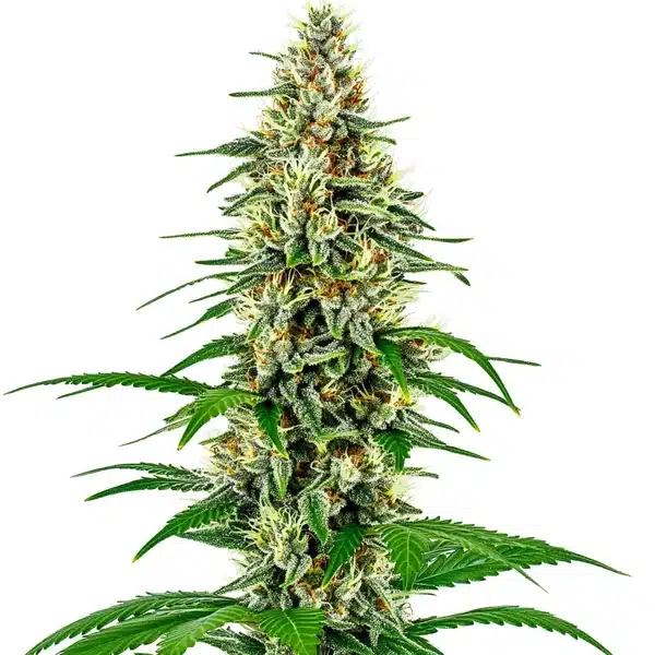 Skunk Diesel Seeds