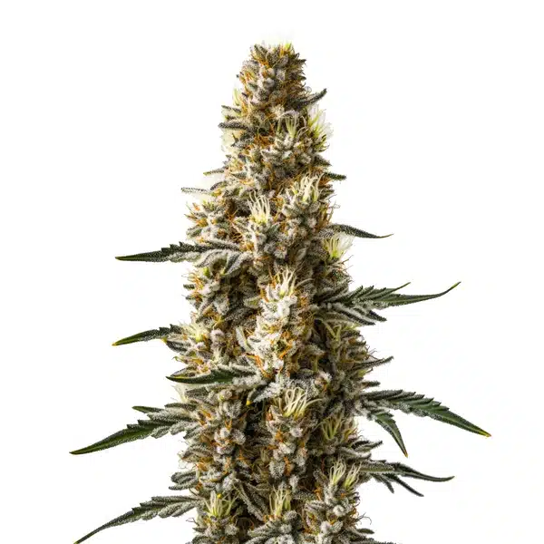 Skunk Kush Autoflower Seeds