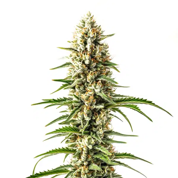 Skunk x Cinderella 99 Fast Version Seeds