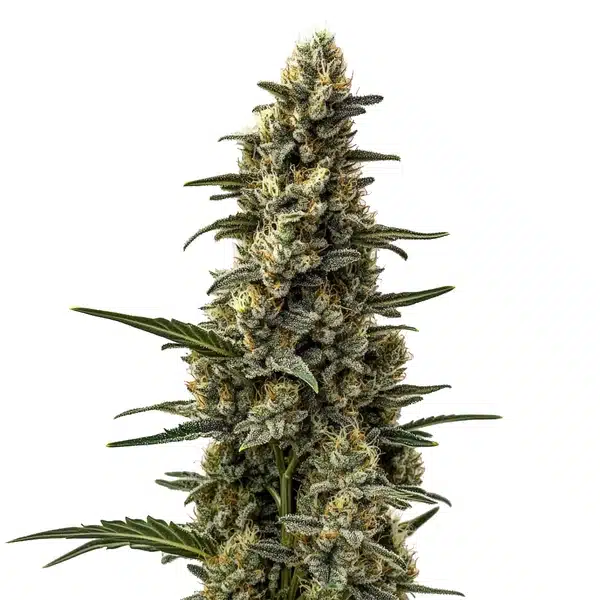 Skunk Mazar Seeds