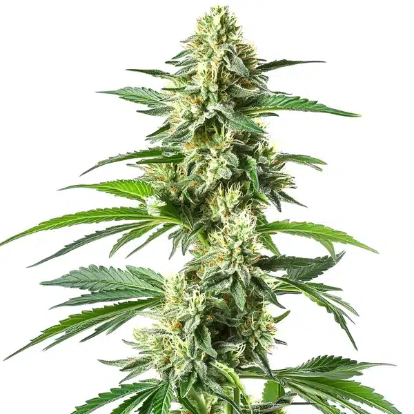 Snow White Seeds