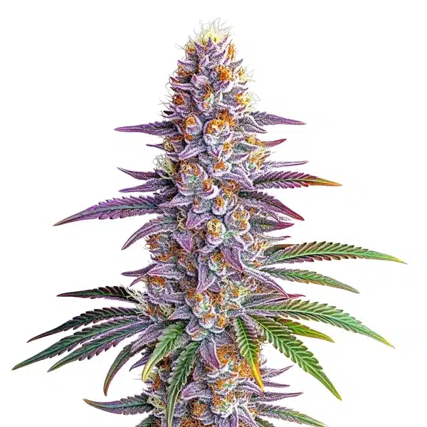 Somango Auto Seeds