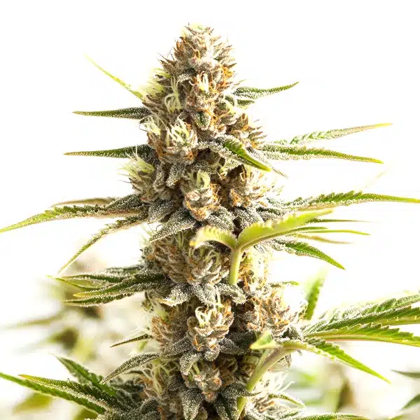 Sour Diesel Kush Regular Seeds