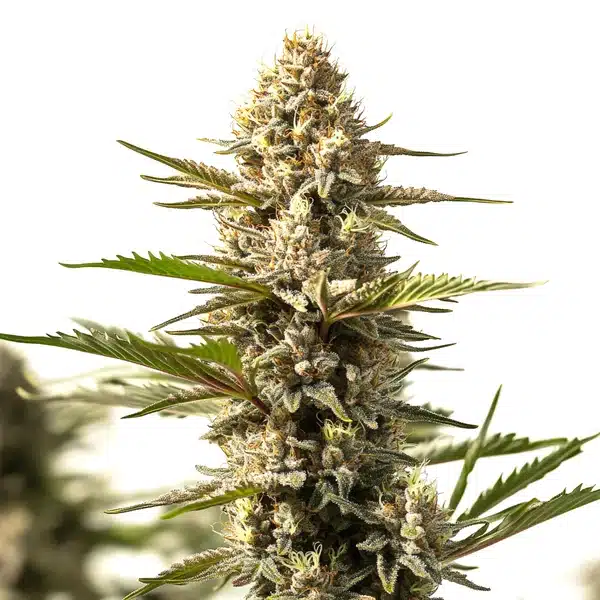 Sour Diesel x OG Kush Seeds