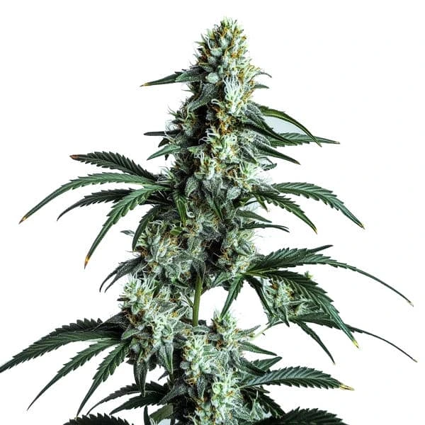 Sour Diesel Seeds