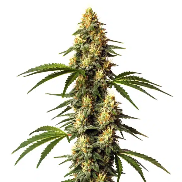 Sour Kush Seeds