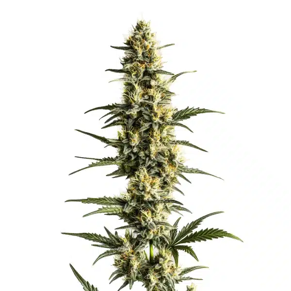Sour Lemon Seeds