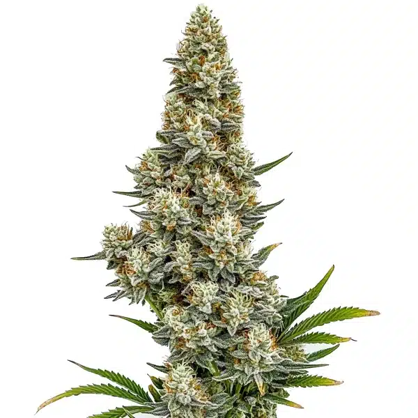 Stardawg Auto Seeds