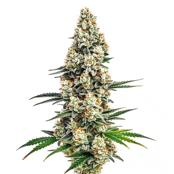Stardawg Seeds
