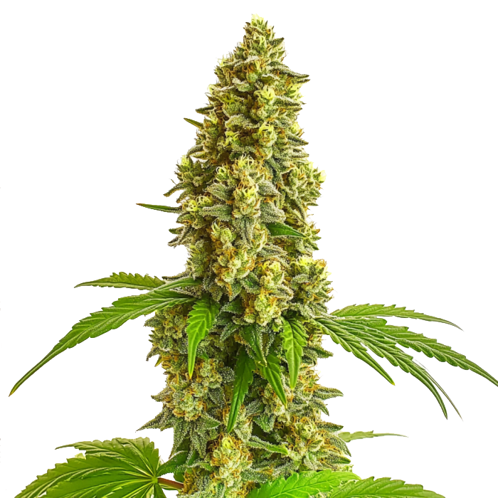 Super Lemon Haze Autoflower Seeds