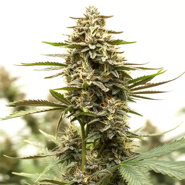 Sweet Tooth x GG Seeds