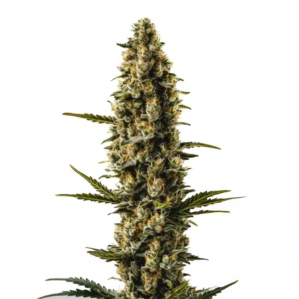 Sweety Auto Seeds