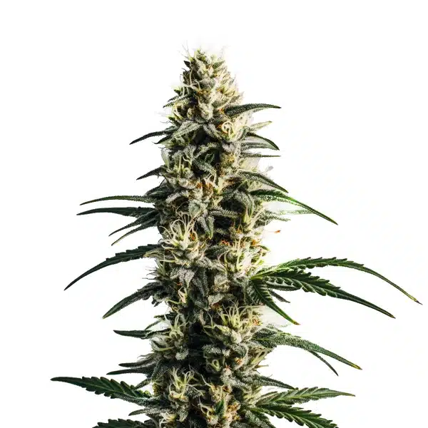 Thai Fantasy Seeds