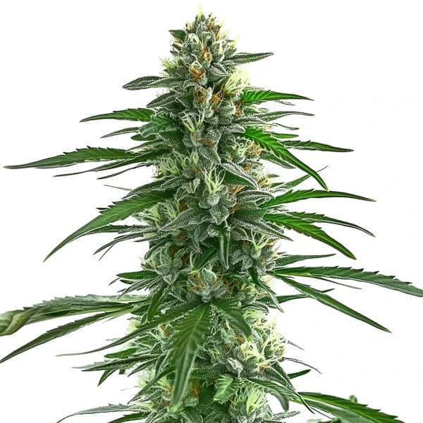 Trainwreck Seeds