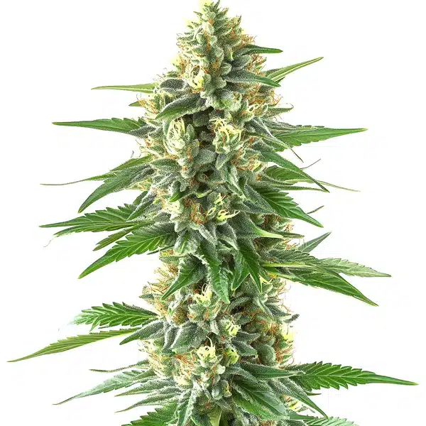 Triangle Kush Seeds