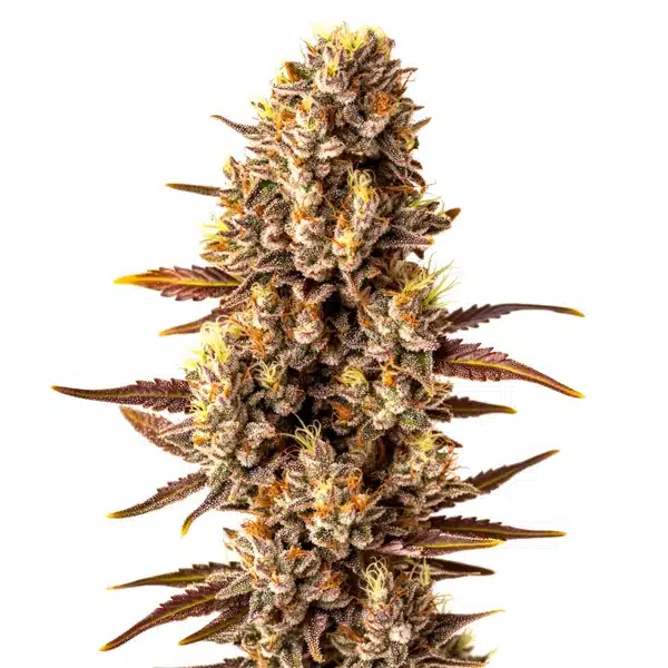 Tropicana Cookies Fast Version Seeds