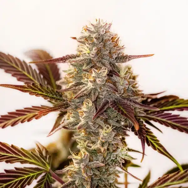 Watermelon Z OG Autoflower Seeds