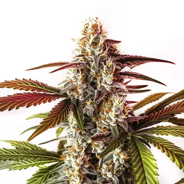 Watermelon Z OG Fast Version Seeds