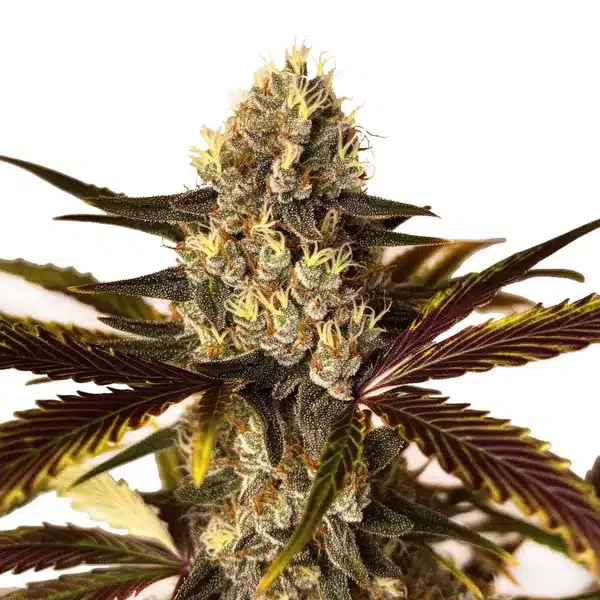 Wedding Cake x Do-Si-Dos Seeds