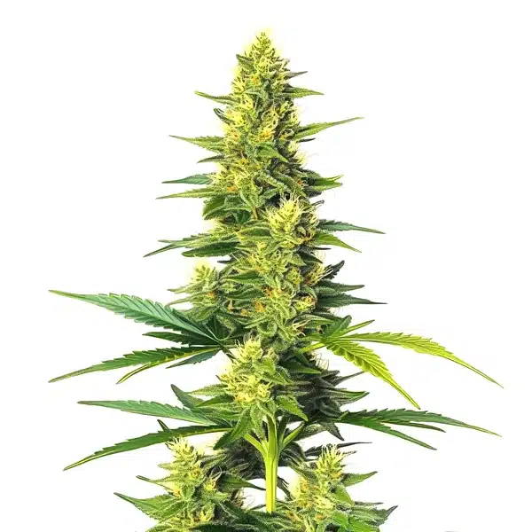 White Fire Alien Kush Seeds