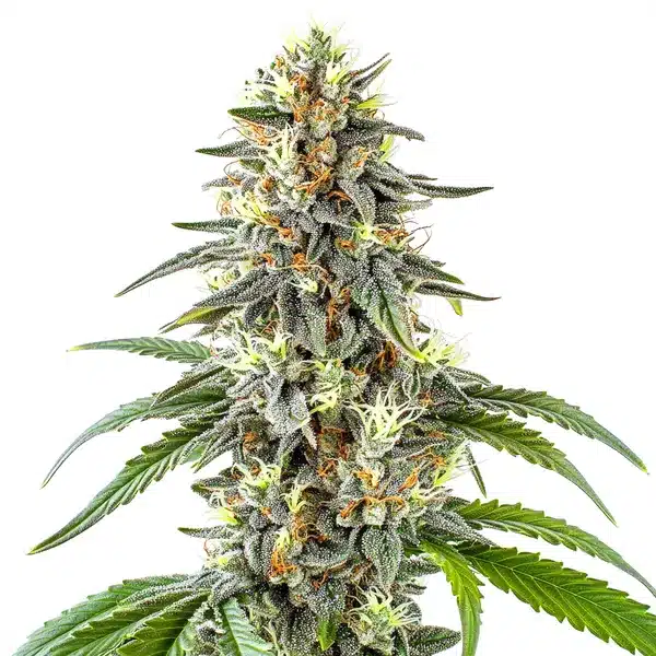 White Fire OG Seeds