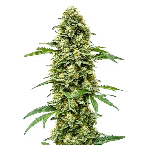 White Russian Fast Version Seeds