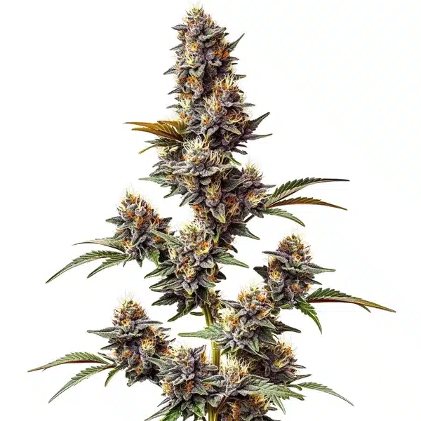 White Widow x Crystal Meth Auto Seeds