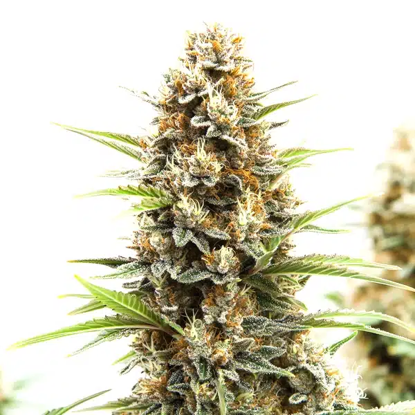 Z OG Tangie Power Autoflower Seeds