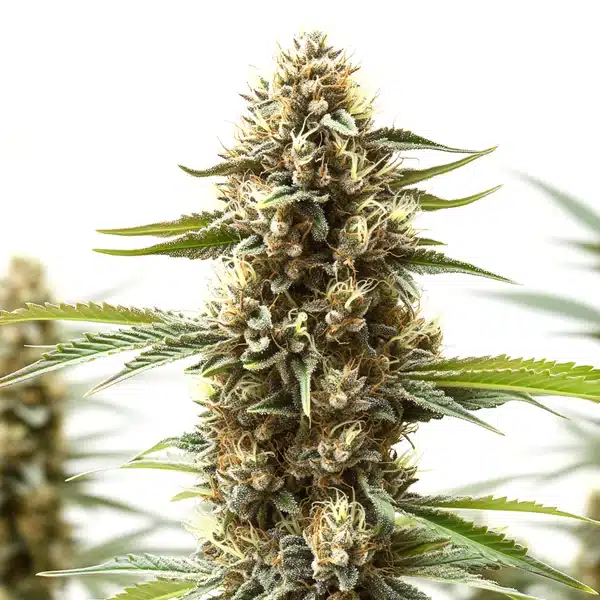 Z OG x Gorilla Autoflower Seeds