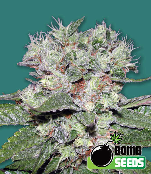 CBD Bomb Seeds