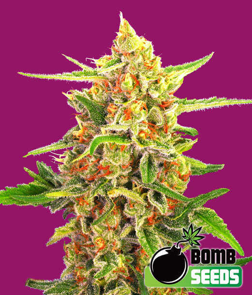 Cherry Bomb Seeds