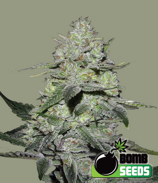 Gorilla Bomb Seeds