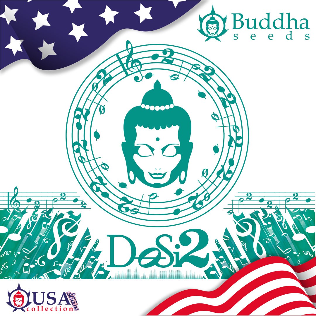 Buddha DoSi2 Seeds
